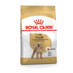 BHN POODLE ADULT.png